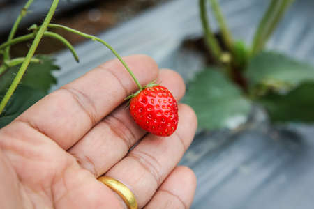 Handle the Strawberryの写真素材