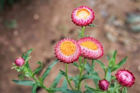 Pink flower in natureの写真素材