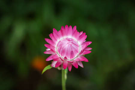Pink flower in natureの写真素材