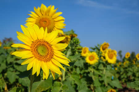 Sunflower with blue sky / sunflowerの写真素材