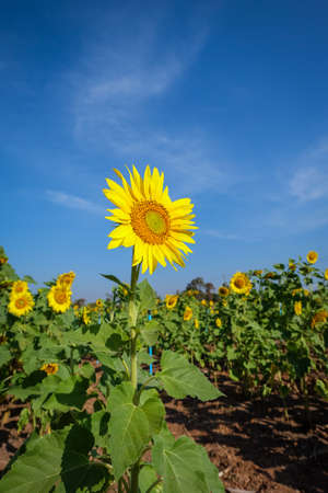 Sunflower with blue sky / sunflowerの写真素材