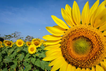 Sunflower with blue sky / sunflowerの写真素材