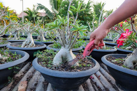 azalea garden,nature backgroundの写真素材