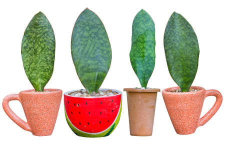 Houseplant - leaves Plant a potted plant on a white backgroundの写真素材