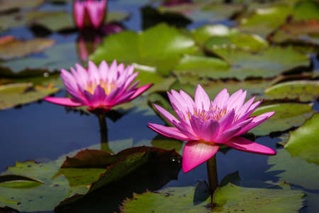 blossom lotus flower, focus on flower