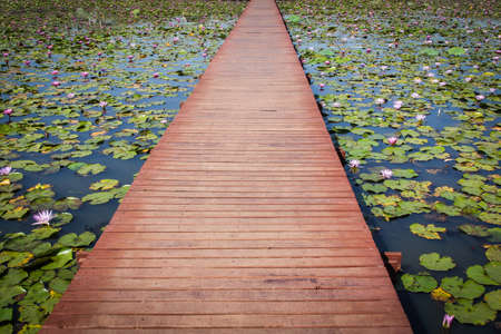 Wood bridge in a lotus pond