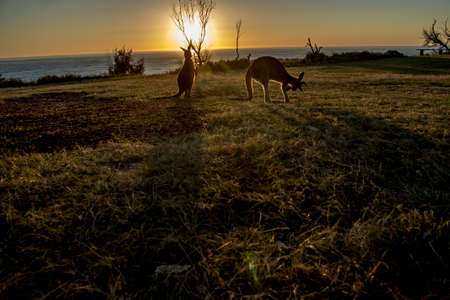 Kangaroo sunrise