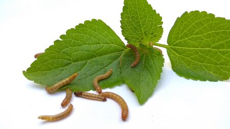 cool photo of caterpillars and green leaves