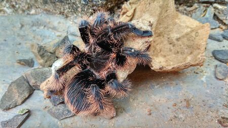 Beautiful black tarantula photo