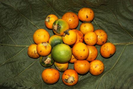 delicious yellow tomatoes on the leaveの写真素材