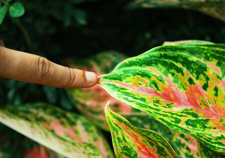 hand touching leafの写真素材