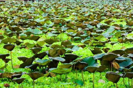 lotus in the canelの写真素材
