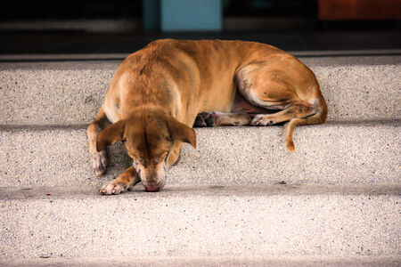 dog is sleeping on the stairの写真素材