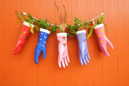 plant in the  gloveの写真素材