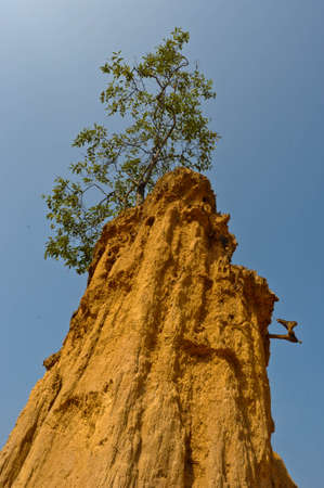 Tree stand on a limestoneの写真素材
