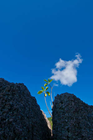 Plant growth on the rockの写真素材