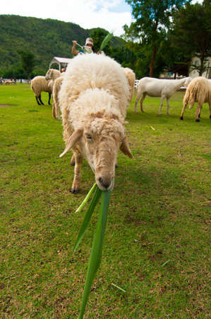 Hungry sheep in the farmの写真素材