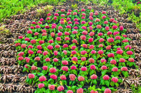 Pink flower backgroundの写真素材