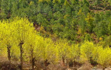 The color of trees on the mountainの写真素材