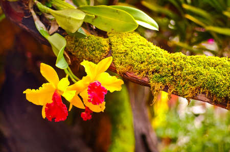 Beautiful orchid at the orchid farmの写真素材