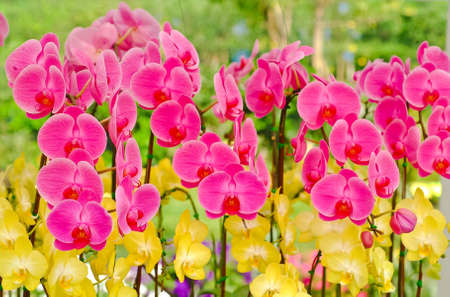 Background of orchidsの写真素材