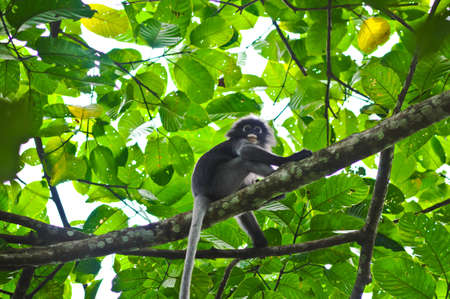 A little  wild langur in the forestの写真素材