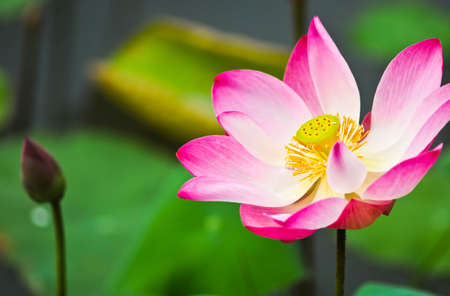 Pink lotus in the morningの写真素材