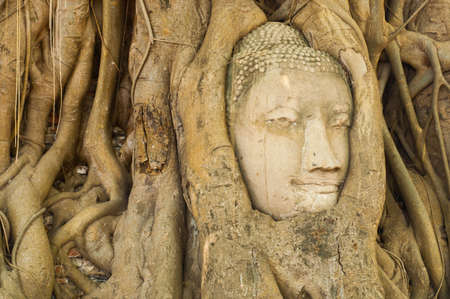 Head of Budha covered with the rootsの写真素材