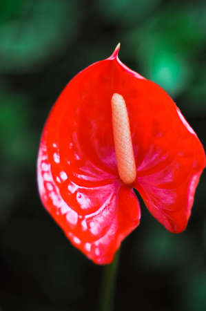 Red heart of fresh flower