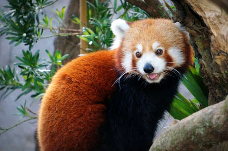 Red pandaの写真素材