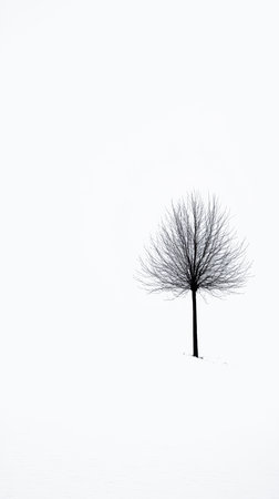 A solitary tree with bare branches rises from the white snow, creating a stark contrast against a gray sky. This winter scene captures the calm of a chilly day.の素材