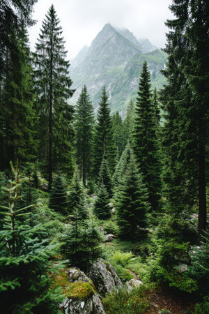 Tall evergreen trees fill the area, with rocks scattered on the ground. Mountains rise in the distance under a cloudy sky. The scene shows a green forest environment.の素材