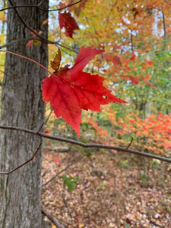 Bright red maple leaf against colorful autumn woods, copy space, Autumn in New England
