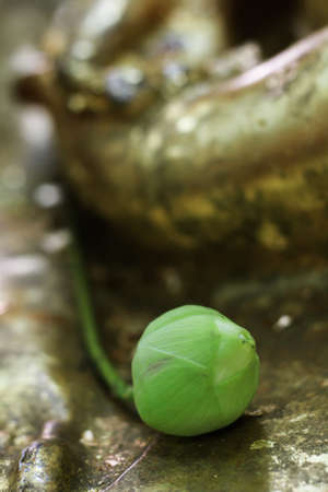 floraの写真素材