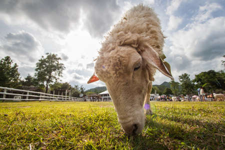 sheep