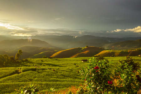 Paddy in thailandの写真素材