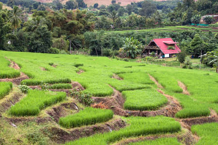 Paddy in thailandの写真素材