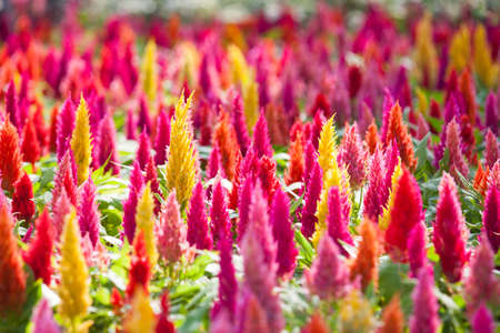 flora 4の写真素材