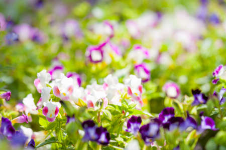 orchidの写真素材