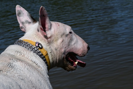 Playing with dogの素材