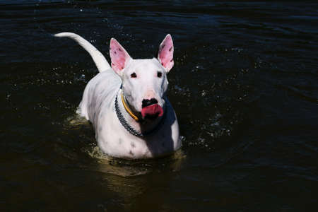 Playing with dogの素材