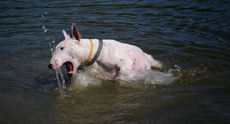 Playing with dogの素材