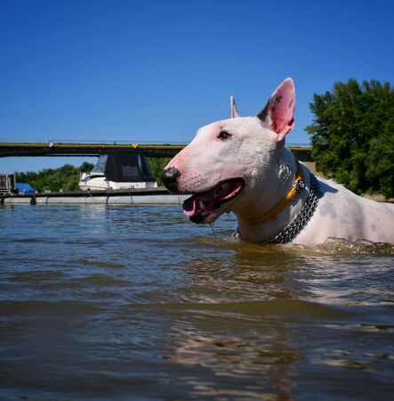 Playing with dogの素材