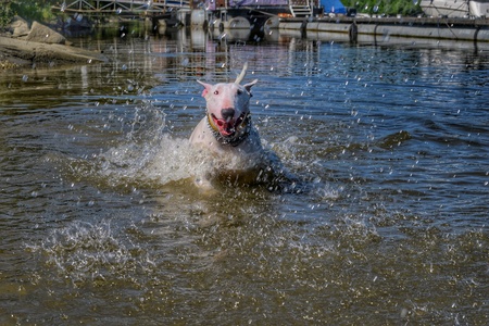 Playing with dogの素材