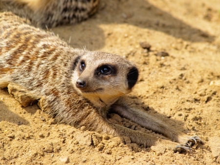 Suricate, photo was taken in Longleat Safari Parkの写真素材