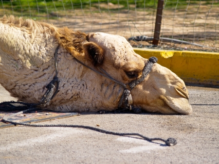 Camel, photo was taken in Israelの写真素材