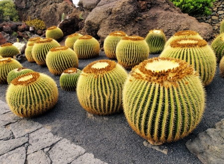 Jardin de Cactus, Lanzarote, Canary Islands, Spainの写真素材