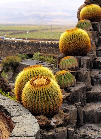 Jardin de Cactus, Lanzarote, Canary Islands, Spainの写真素材