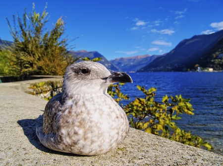 Mew, Como, Lombardy, Italy