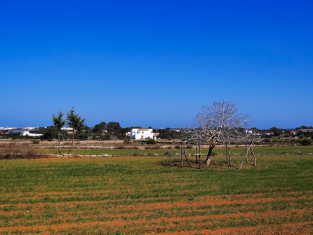 Field on Formentera, Balearic Islands, Spainの写真素材